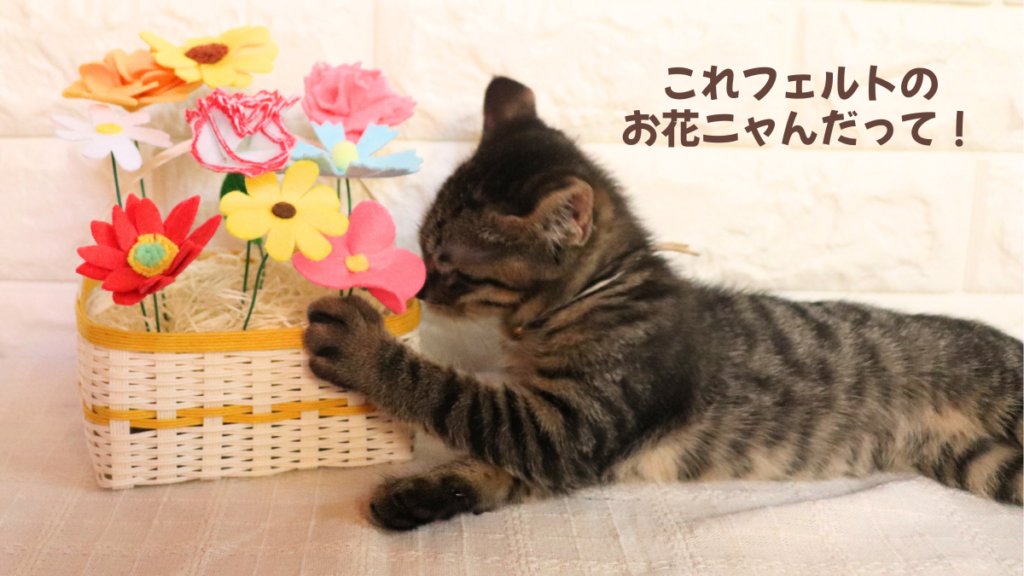 子猫がフェルトのお花を触って遊んでいる画像
