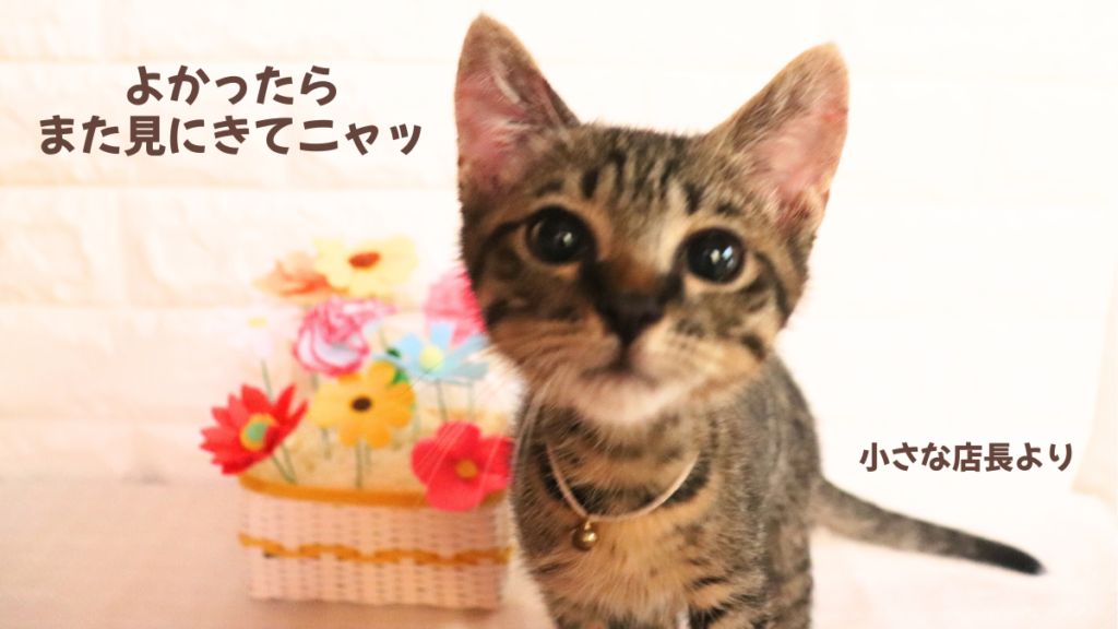 フェルトのお花のバスケットを背景に子猫がドアップで写っている画像