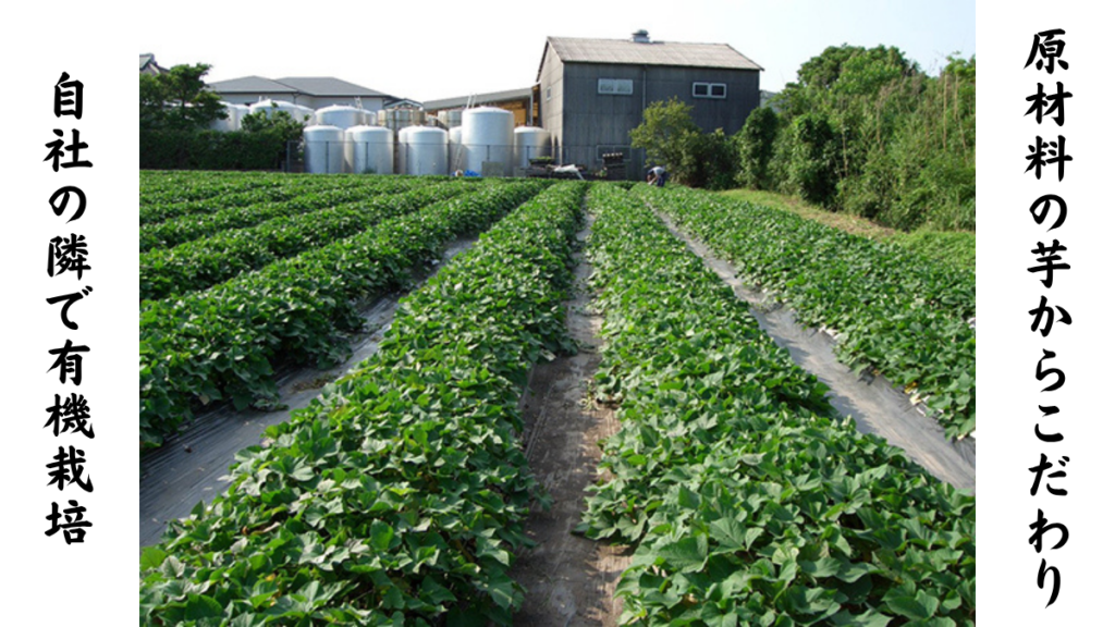 南国酒造の隣にある自社芋畑の画像